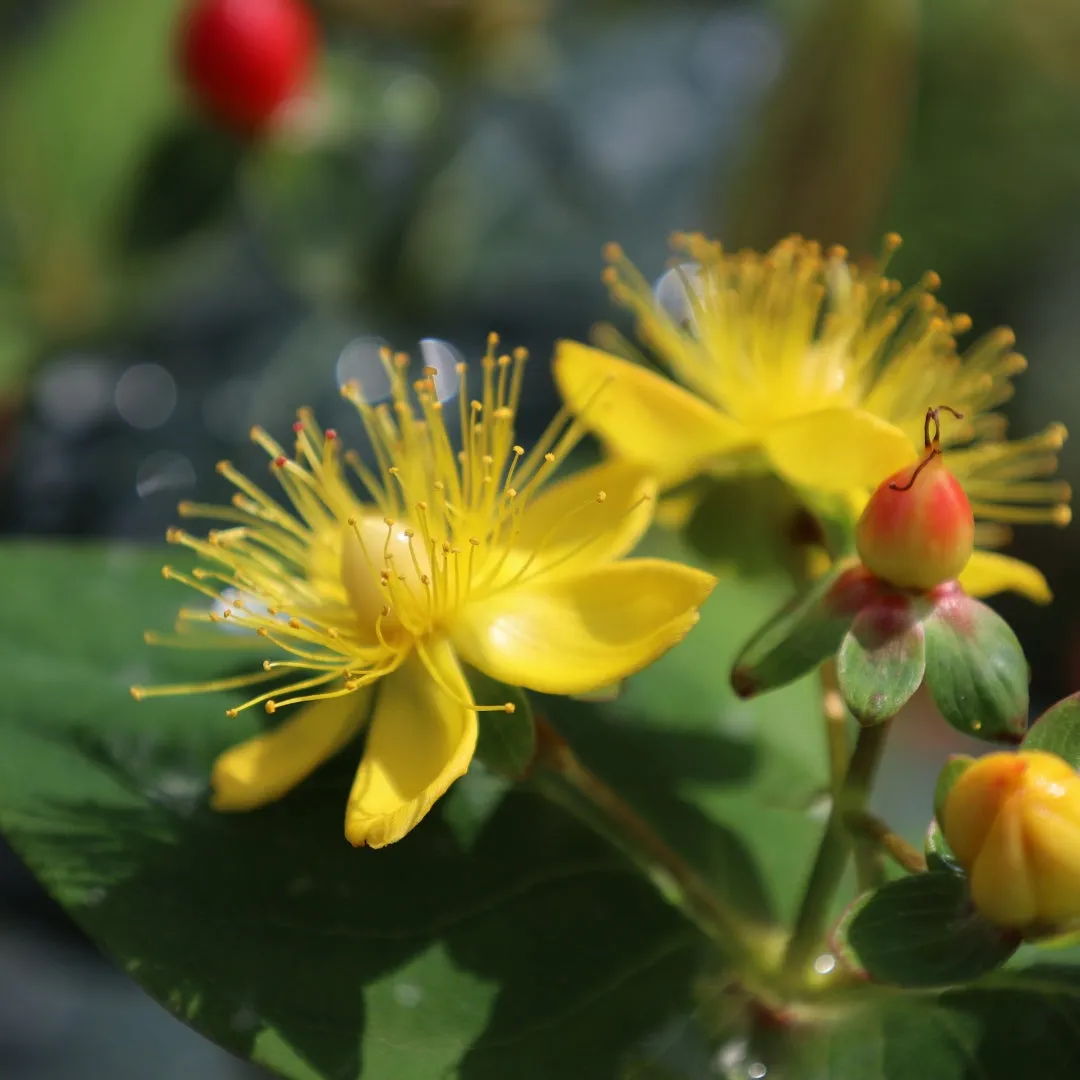 Hypericum Red Fame