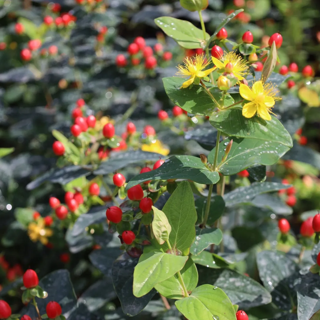 Hypericum Red Fame