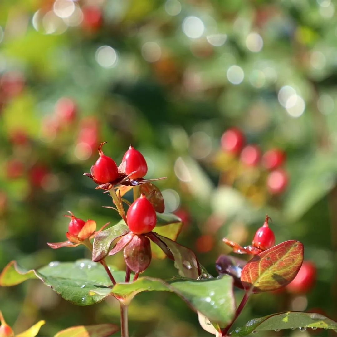 Hypericum Red Fame